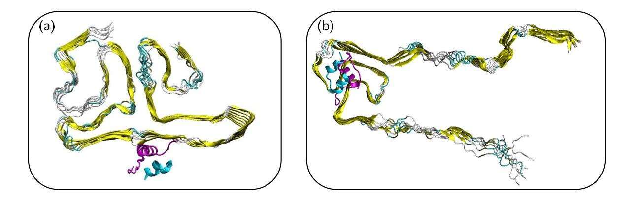 Figure 1: Polymorphic Insulin-AS constructed models. (a) based on Bloch & Miller model (D. N. Bloch, Y Miller ACS Omega 2, 3363 (2017) (b) based on Rienstra`s group (Tuttle, M. D. et al. Nat. Struct. Mol. Biol. 23, 409 (2016)).